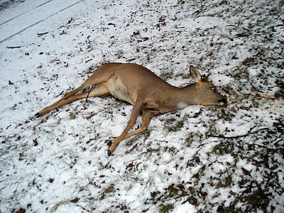 wild, fallow deer, roe deer, run over, wildwechsel, animal, wildlife