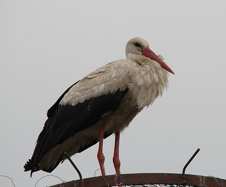 Stork, vit stork, storkar, vita storkar, Mountain husen, Stork village, Ciconia ciconia