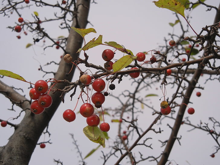 aubépine de Washington, petits fruits, arbre