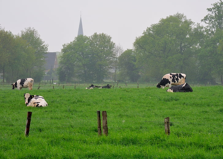 Niederrhein, земя, крави, ливада, Селско стопанство, страната идилия, природата