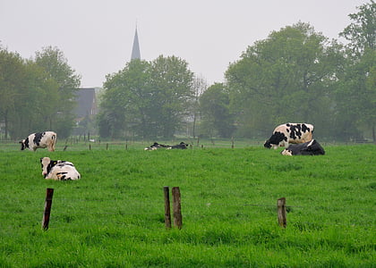 Niederrhein, Tanah, sapi, padang rumput, pertanian, negara idyll, alam