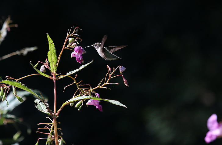 black, humming, bird, flying, near, pink, flowers