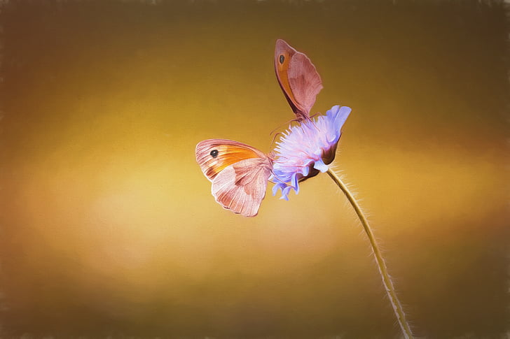 εικόνα, Ζωγραφική, χρώμα, Χειροποίητη, Πεταλούδες, δύο, δυο πεταλούδες