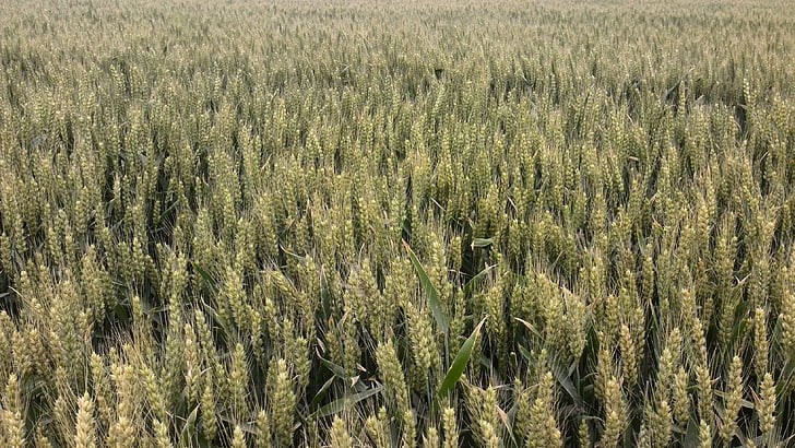 panen, musim panas, gandum, hijau, setiap butir keras, pertanian, di ladang gandum