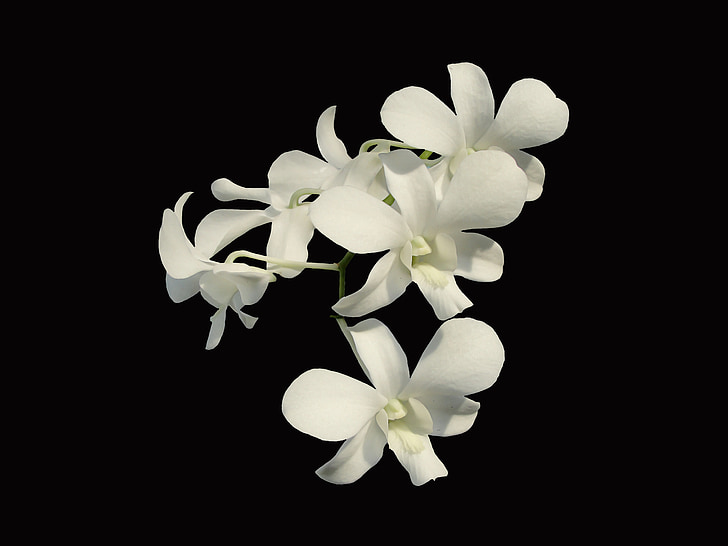 Orchid, hvit blomst, Flora, natur, frangipani, petal, blomst