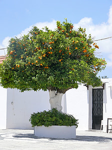 árvore, laranjas, natureza, citrino, frutas, árvore de fruta, árvores de fruto