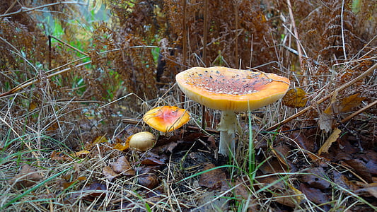 autumn, nature, forest, leaves, fall colors, mushroom, mushrooms