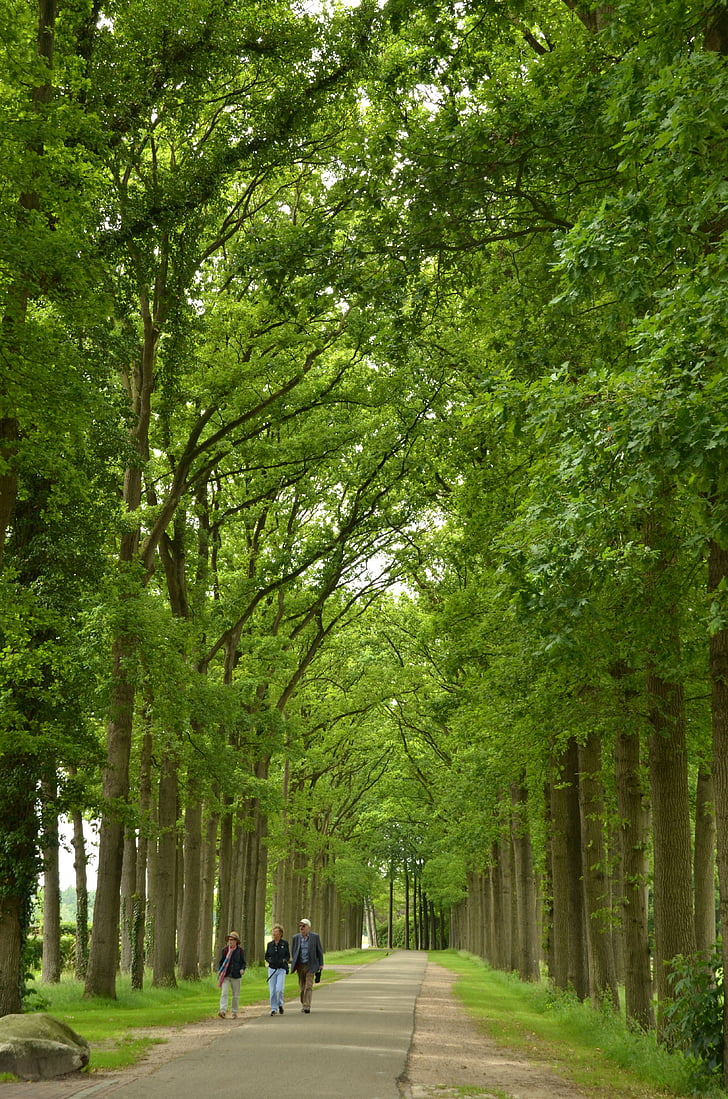 forest, avenue, trees, hiking, green, street