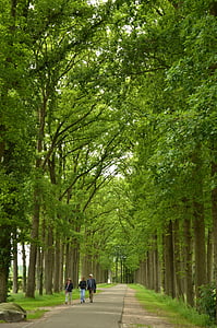 forest, avenue, trees, hiking, green, street