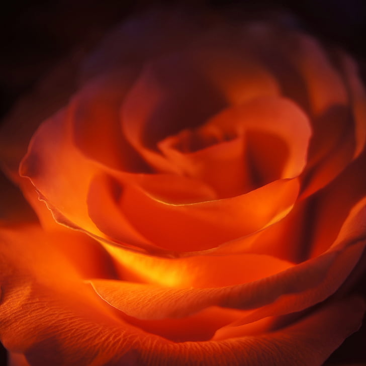 τριαντάφυλλο, κόκκινο, ημέρα του Αγίου Βαλεντίνου, Αγάπη, λουλούδι, Ρομαντικές αποδράσεις, φύση