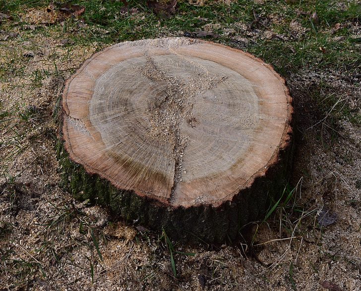 tronc d'arbre, anells anual, natura, fusta, com, forestal, arbre