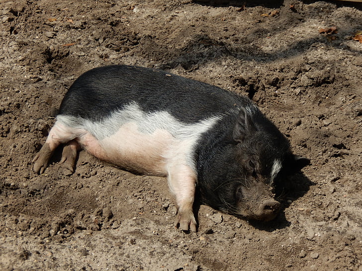 돼지, 동물, 농장, 돼지, 돼지고기, 포유 동물, 국내 돼지