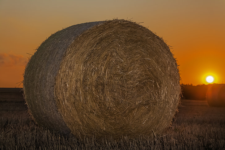 bale, straw, agriculture, cereals, economy, bales, field