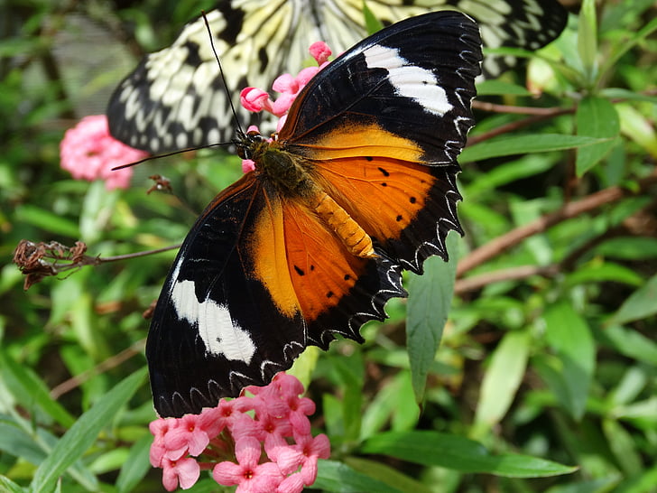 papillon, jardin, fleur, insecte, papillon - insecte, nature, animaux à voilure