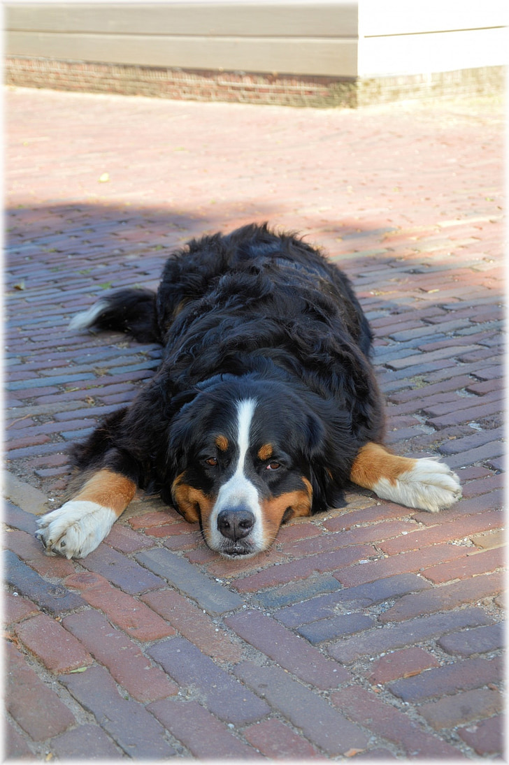 Bernese mountain dog, pedigree, animal de estimação, cão, canino, filhote de cachorro, vira-lata