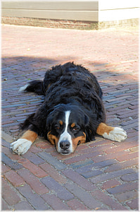 Bernese mountain dog, phả hệ, vật nuôi, con chó, răng nanh, con chó con, Pooch