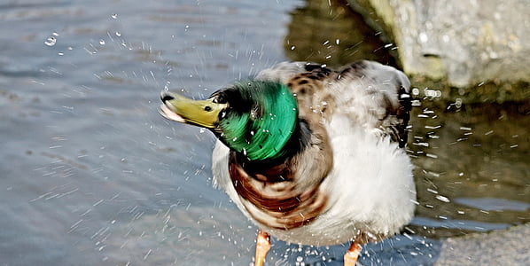 duck, inject, water splashes, shake, pond, bird, feather