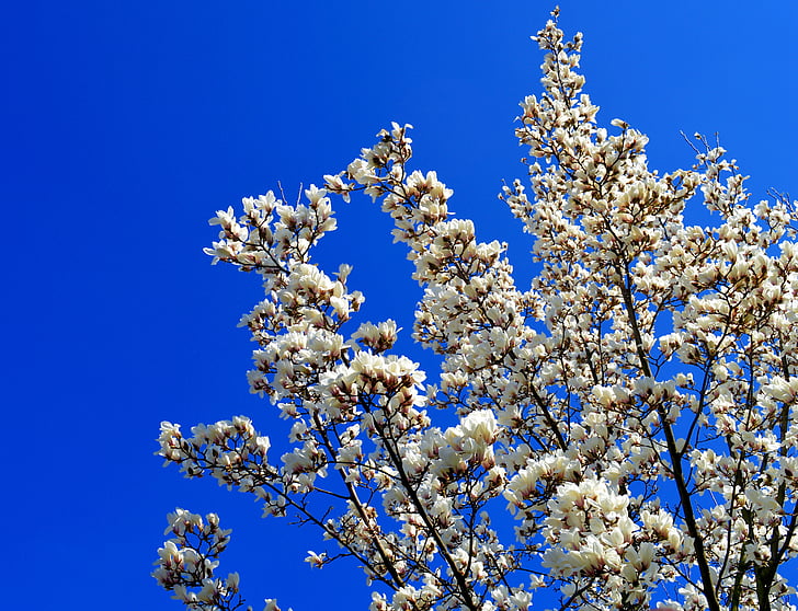 Magnolia, magnolia-træ, forår, Blossom, Bloom, natur, plante
