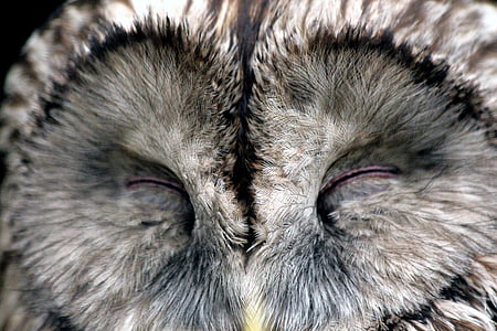 Owl, con chim, ngủ, đầu đĩa, lông chủng tộc, kế hoạch krupnyj, động vật