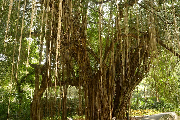 raízes aéreas, árvore gigante, lianas, surpreendente, beira rio e estrada, raízes aéreas densas, Banyan