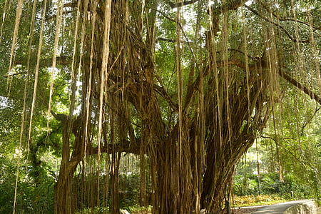 aerial roots, giant tree, lianas, surprising, river and road edge, dense aerial roots, banyan