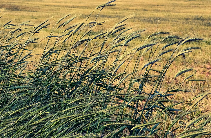 barley, cereals, wind, agriculture, grain, nature, ear