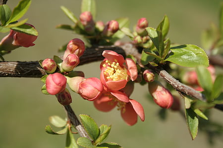 Pigwa japońska, kwiat, Natura, wiosna, czerwony, pnącza, roślina
