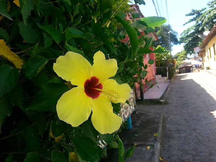 flower, street, boipeba