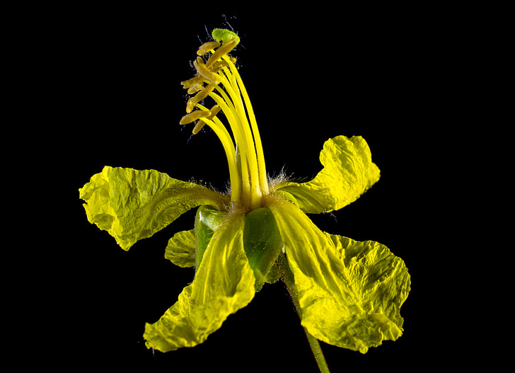 blossom, bloom, yellow