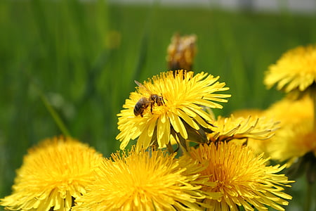цветя, пчела, жълто, природата, растителна, цвете, лято