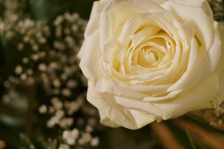 way, rose, wedding, white, petals