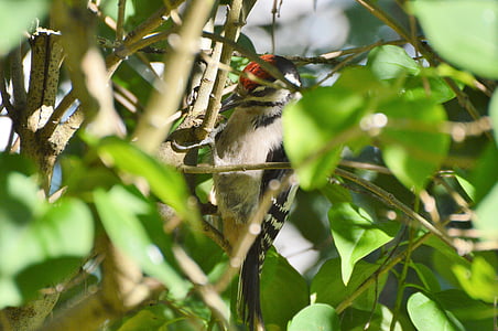great spotted woodpecker, woodpecker, forest bird, bird, nature, animal, bush