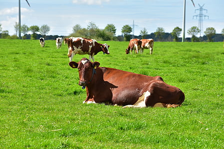 con bò, động vật, gia súc, đồng cỏ, cảnh quan, ăn cỏ, hạnh phúc con bò