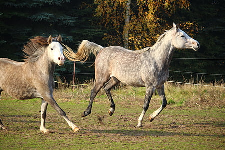 horse, mold, thoroughbred arabian, gallop, flock, mane, mare