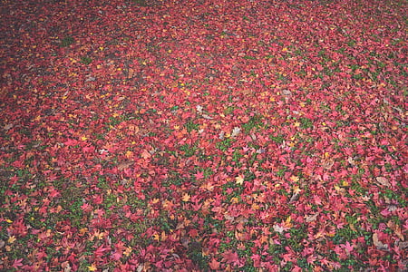 blade, efterår, falder, farver, farver, natur
