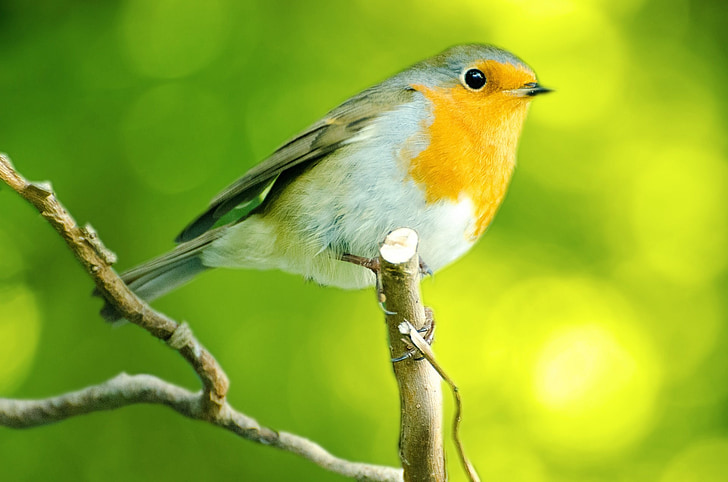pájaro, AVIATOR, Robin, feliz, animales, naturaleza, sentado
