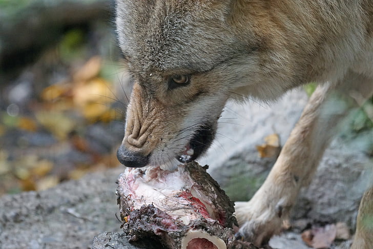llop mongol, amenaçant, aliments, predadors de predació depredadors, carnívor, vida silvestre, animal