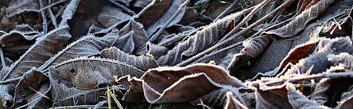 meadow, ripe, hoarfrost, autumn, cold, frost, icy