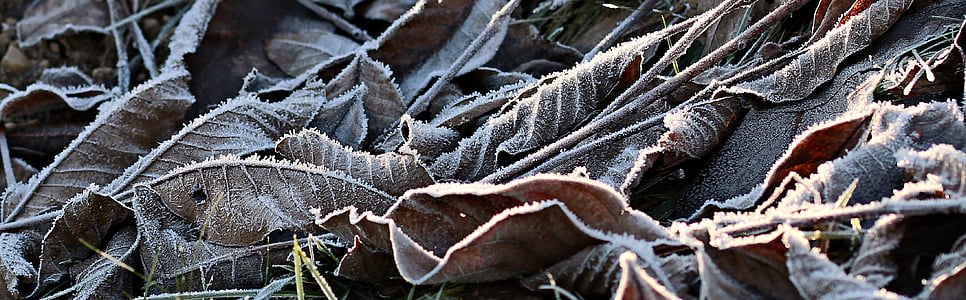 ENG, moden, rimfrost, efterår, kolde, Frost, iskolde