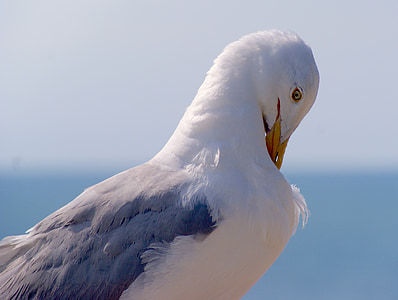 seagull, bird, sea, port, birds, animal, bill