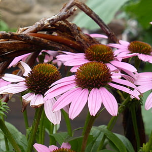 echinacea, sun hat, flowers, pink, plant, color, flora