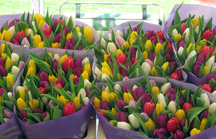 blomster, tulipaner, natur, våren, Blossom