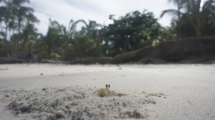 krabas, paplūdimys, smėlio