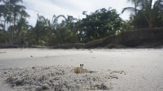 Краб, пляж, песок