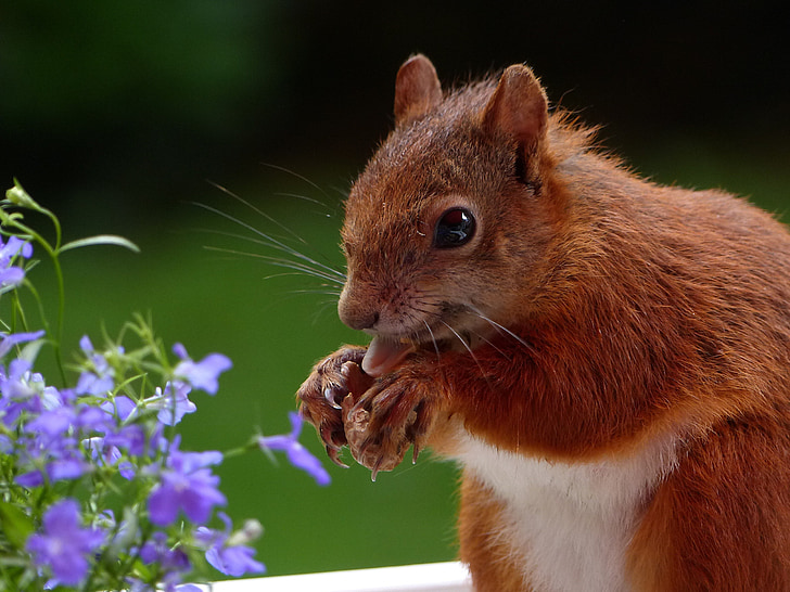 eläinten, orava, syödä, kielen näkyvissä, possierlich, Puutarha, kesällä