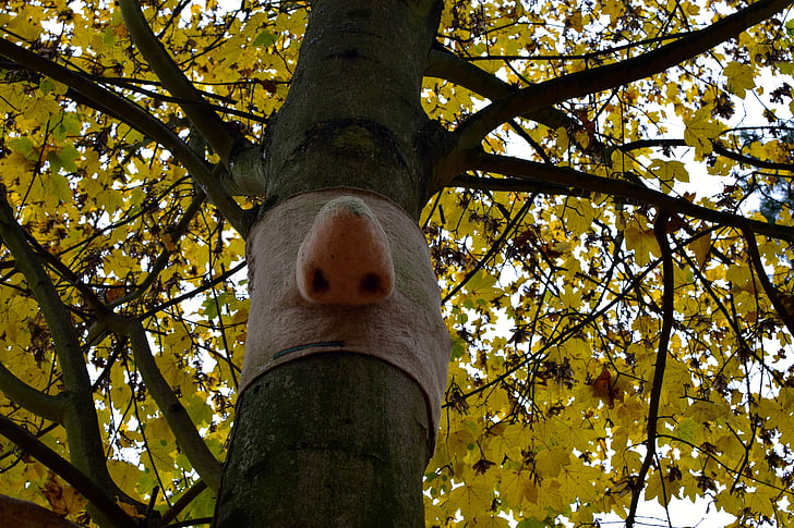 funny, nose, art, maple, tree, autumn, nature