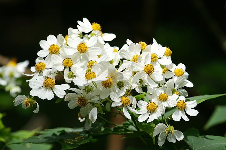 blommor, vit, gul, naturen, blommig, Bloom, trädgård