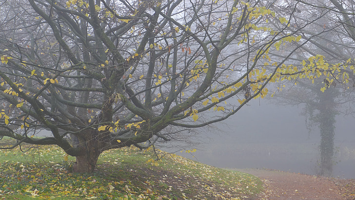 мъгла, Есен, ноември, падането Leaf, атмосфера, клонове, настроение