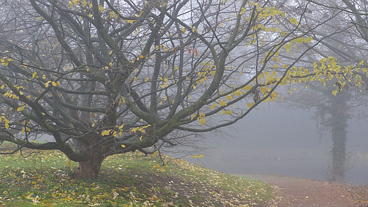 fog, autumn, november, leaf fall, atmosphere, branches, mood