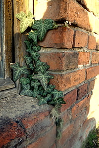 lake dusia, ivy, window, brick, the window, building, the background